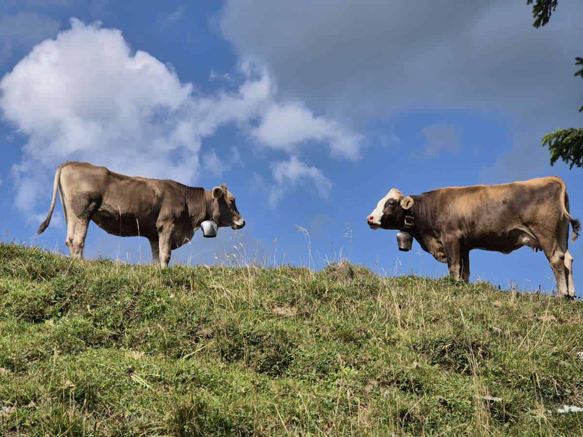 Zwei Allgäuer Kühe mit grossen Glocken stehen auf einer Bergwiese und schauen sich an. Das ist die Quelle von Käse aus dem Allgäu!