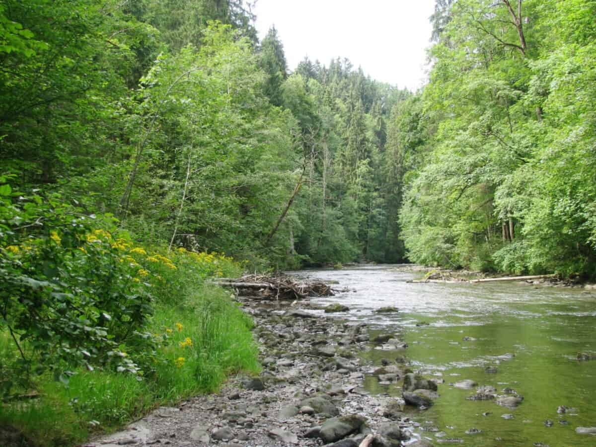 Die Wertach bei Wertach als naturnaher Gebirgsfluss